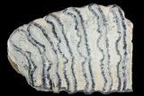 Polished Mammoth Molar Section - South Carolina #180488-1